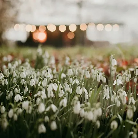 ô Nano Glamping Chalet Dalhem